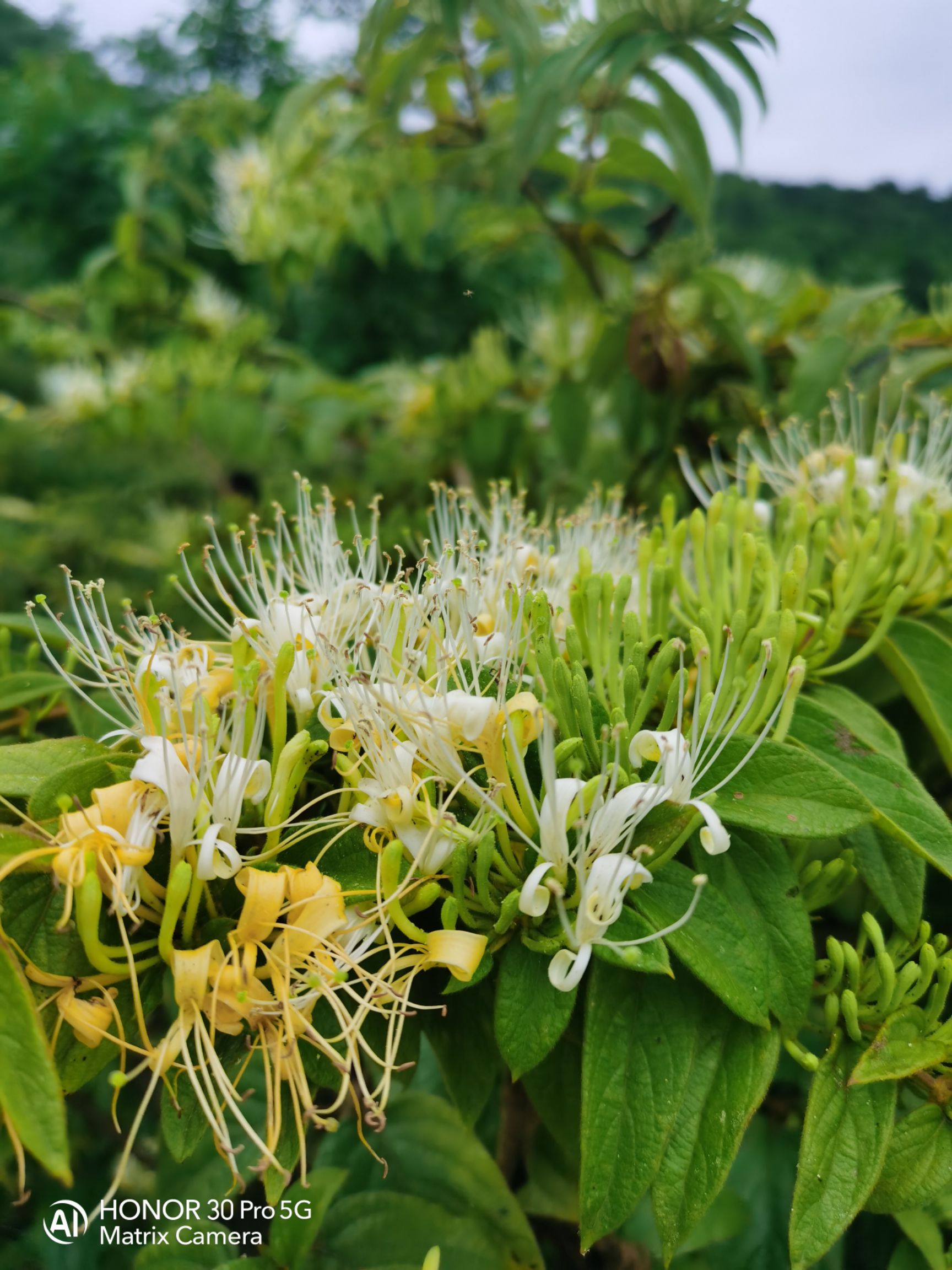  贵州金银花山银花统货产地产销药厂专用药花常年有货质量保证