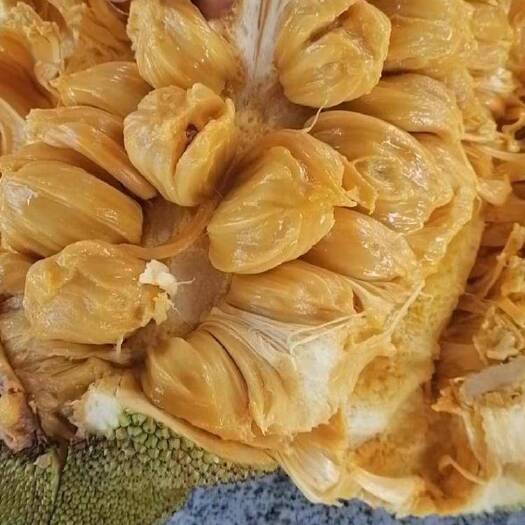 湛江榴莲蜜树苗  长孟尖榴莲蜜苗  自家嫁接苗  正品现货30到50公分高