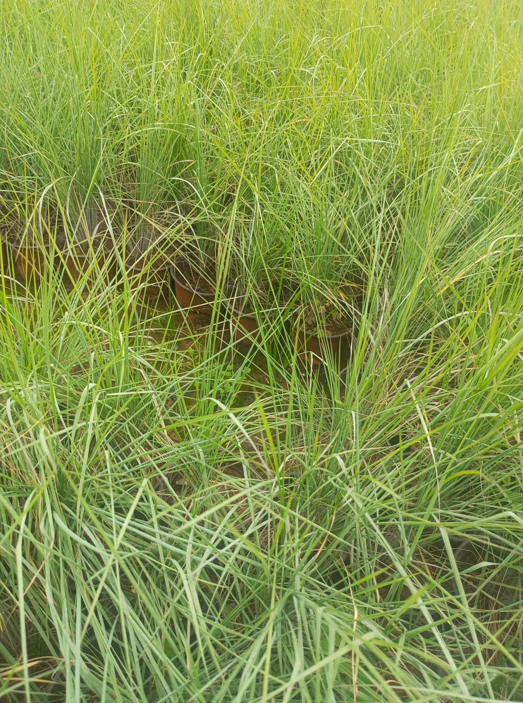 坡地毛冠草 毛冠草  双色盆毛冠草 毛冠草苗圃直供