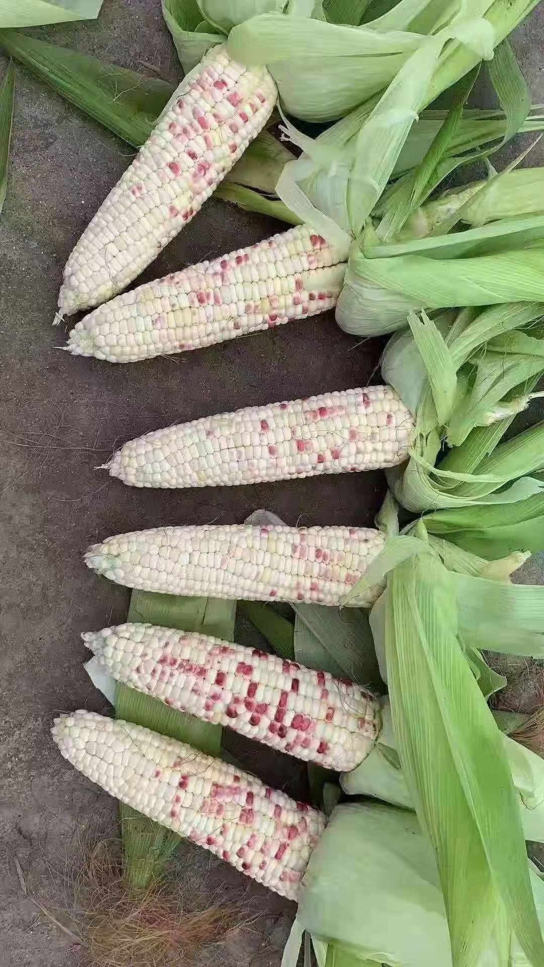 甜糯玉米，价格便宜，货好8两单个，有需要的抓紧联系