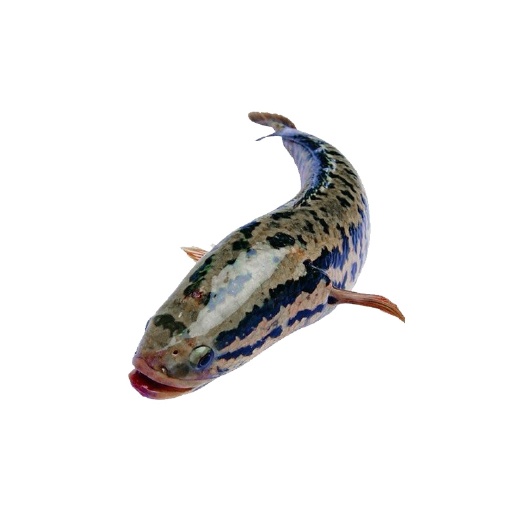 南宁乌鳢苗  鱼苗