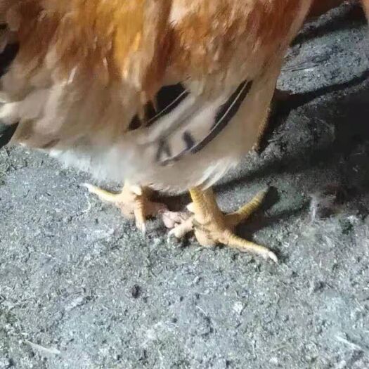 中江县土鸡 土黄粮食喂养