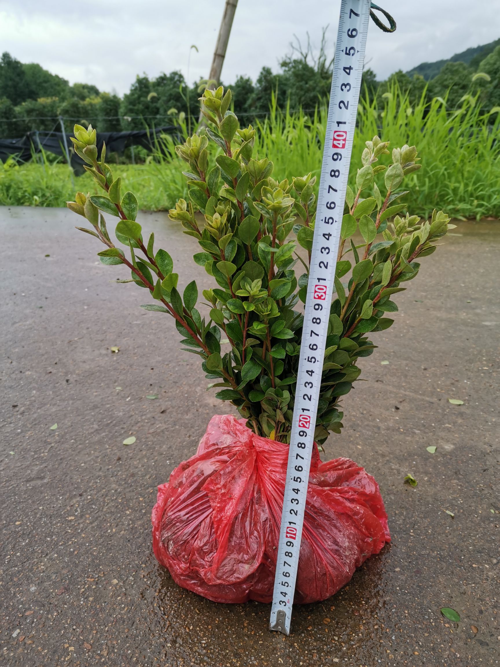 夏鹃  夏娟（移栽苗）高度30公分以上有分支可视频看苗