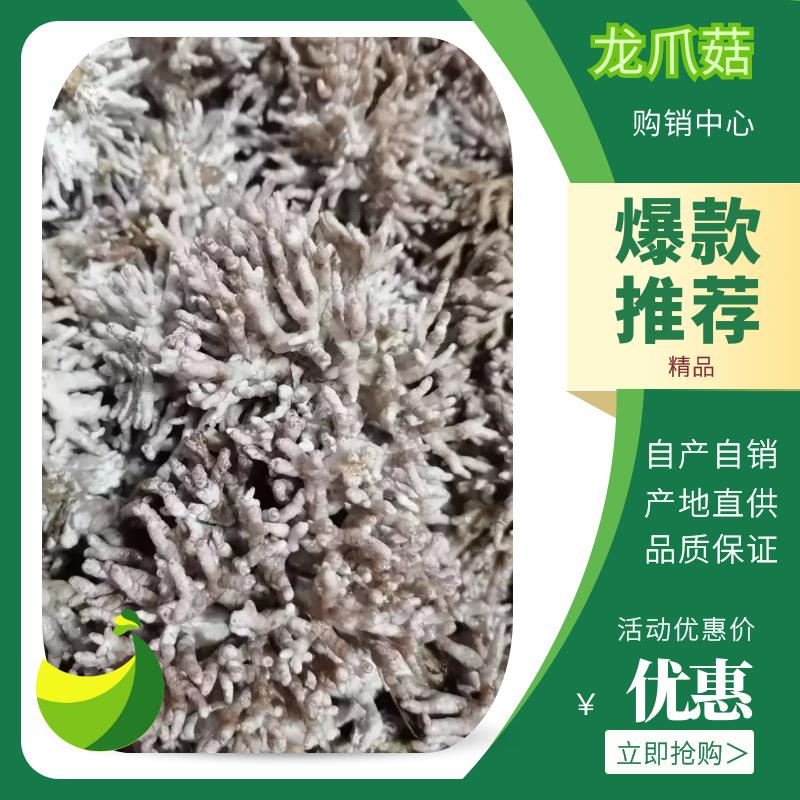 珊瑚菌 鮮貨 野生