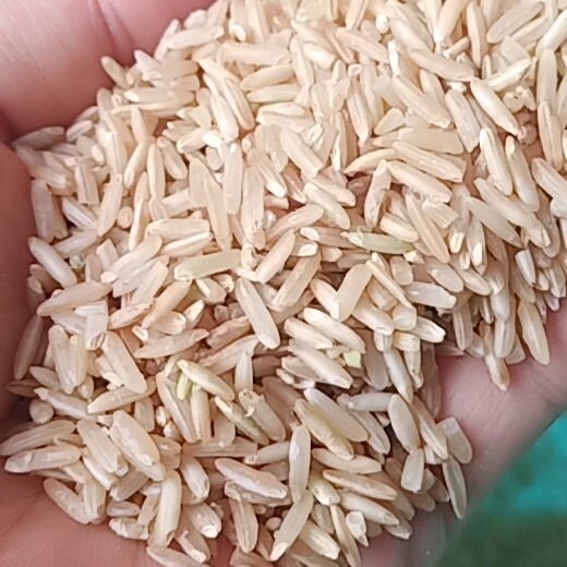 北海2023年长粒糙米当季新米 农家现磨糙米