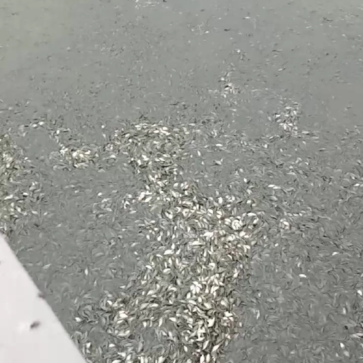 商丘鲤鱼苗 