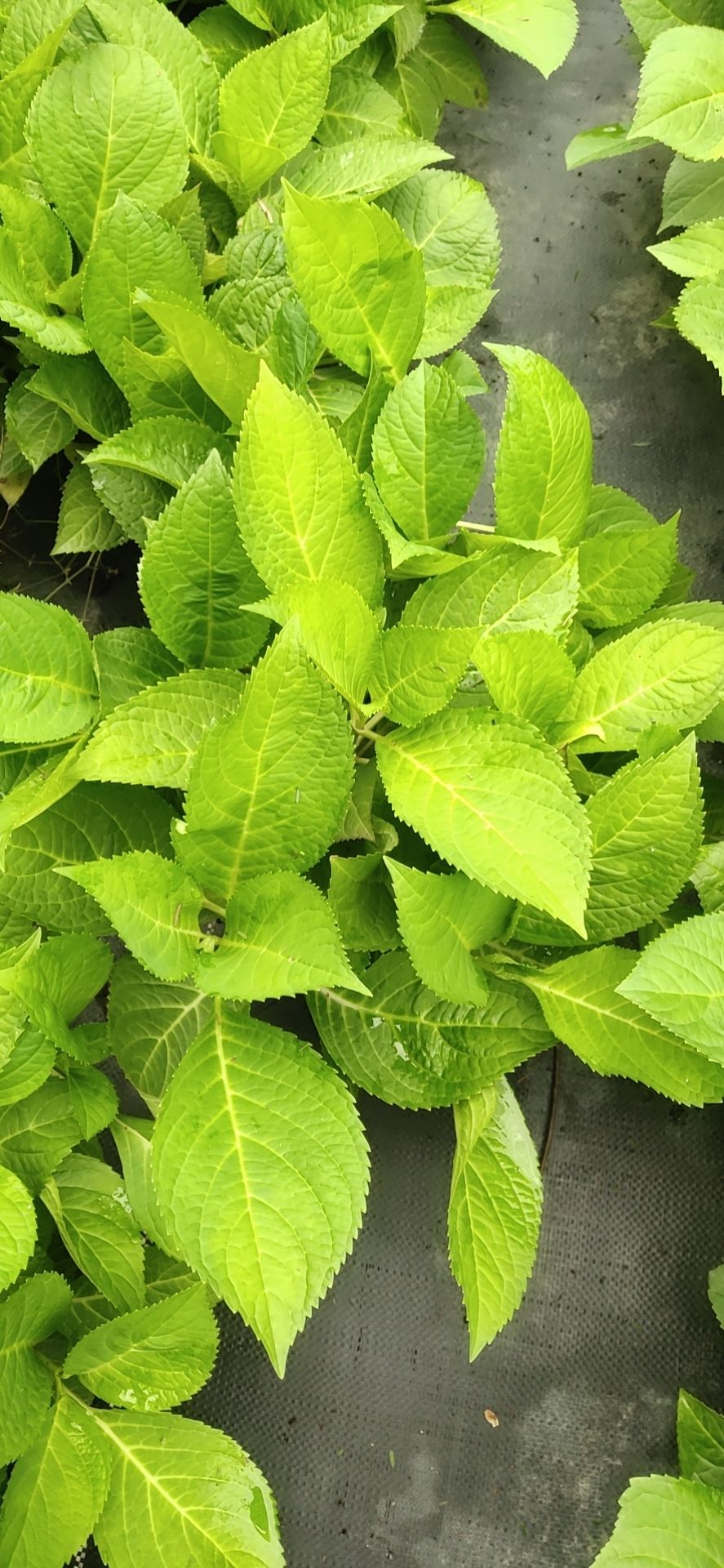  自产自销各种规格无尽夏绣球