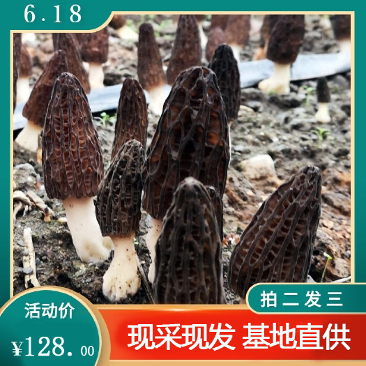 积石山县高原鲜羊肚菌珍稀菌菇现采现发非干品非冻货500g包邮