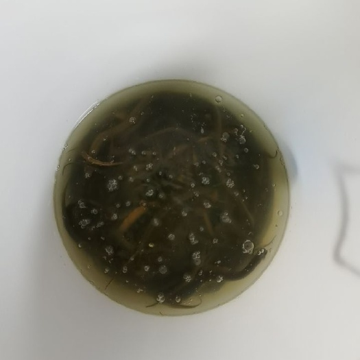  黄鳝