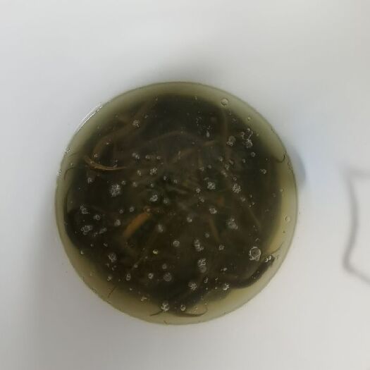 苏州 黄鳝