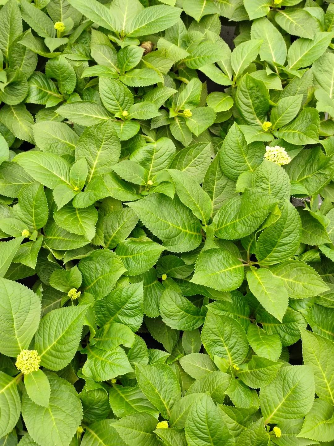  自产自销各种规格无尽夏绣球