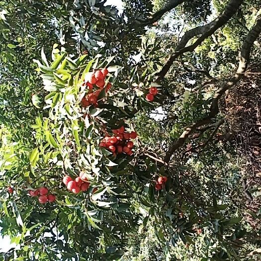 深圳桂味荔枝 深圳荔枝清脆香甜，子小肉多桂味