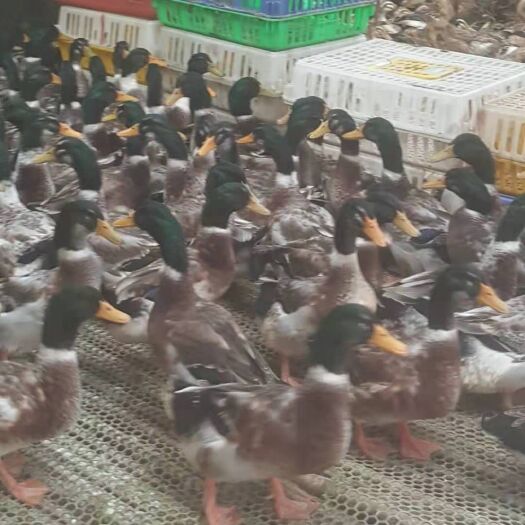 贵阳水鸭 青头鸭