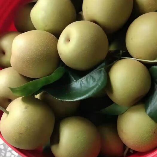 灌阳县奈李 季节性水果大量上市，