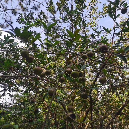 新兴县油茶树，纯正本地好油茶树。产量高，丰产期