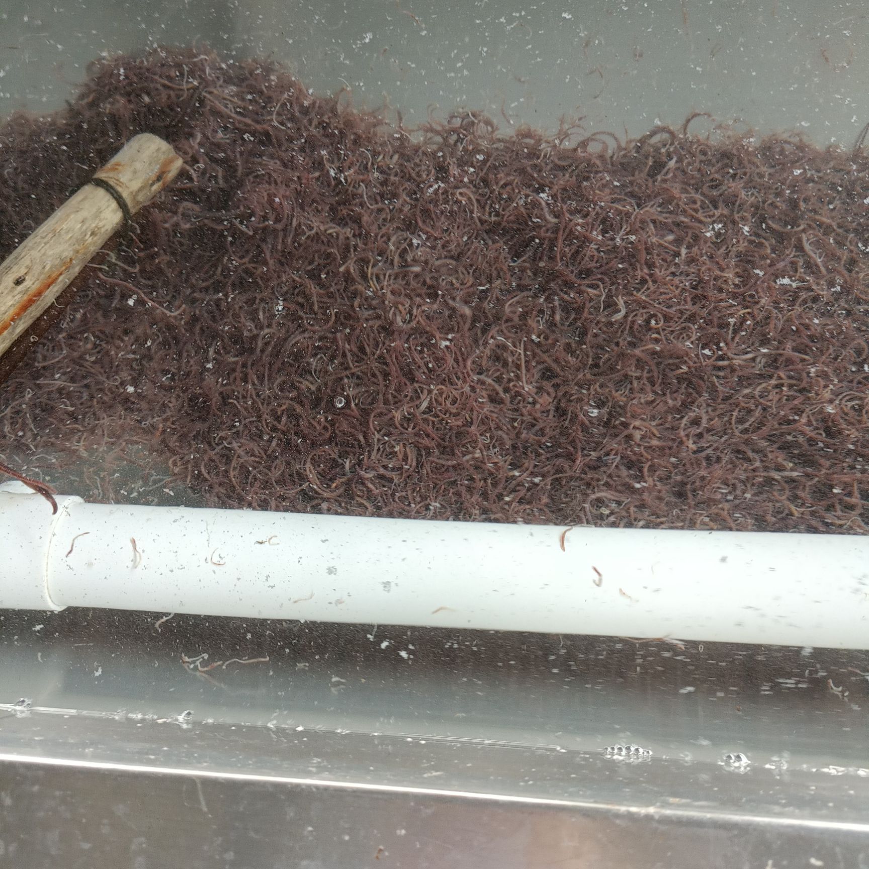 太平蚯蚓  优质冷冻蚯蚓