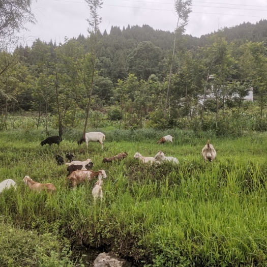 云阳波尔山羊 种羊 育肥羊