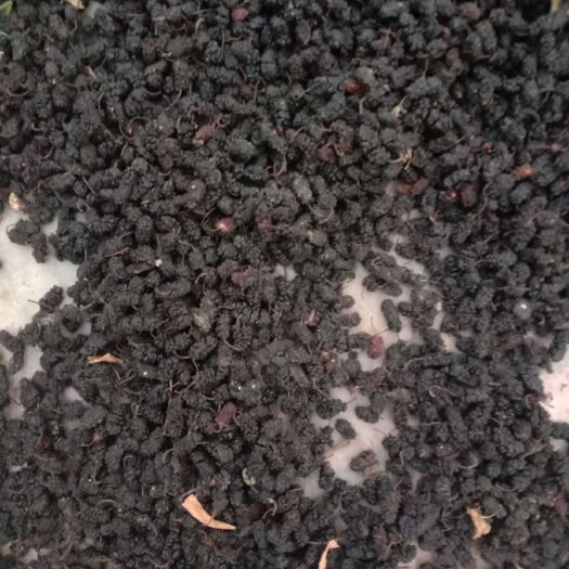 泊头市桑葚干大量供应