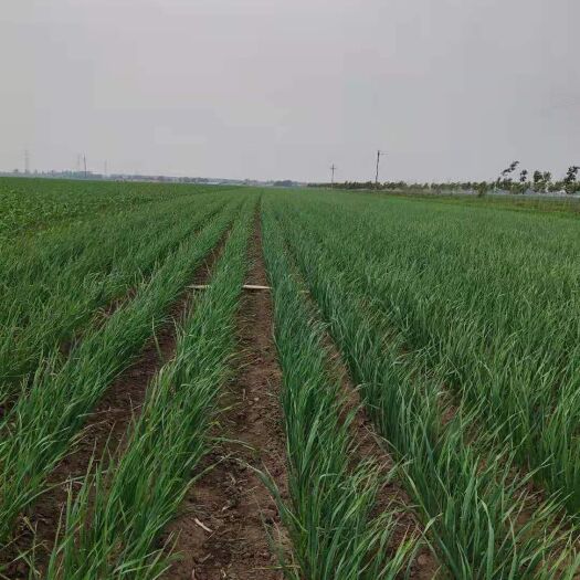 公主岭市红根蒜苗45/50m产地直销货源充足。