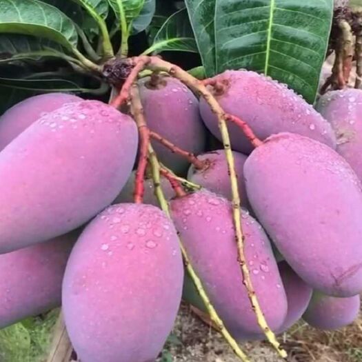 容县金煌芒果苗  芒果苗