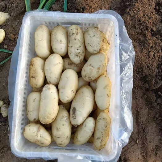 临漳县 荷兰土豆
