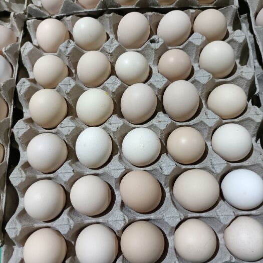 日照粉壳蛋 食用 散装 