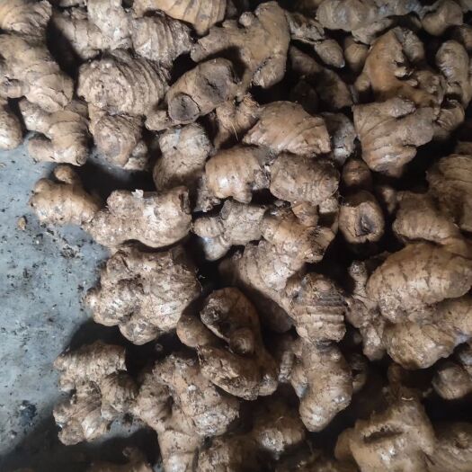 盘州市 贵州小黄姜  老姜  好品质