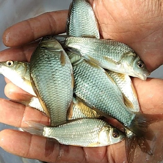 昆明鲤鱼苗
