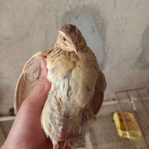 桂林 淘汰鹌鹑