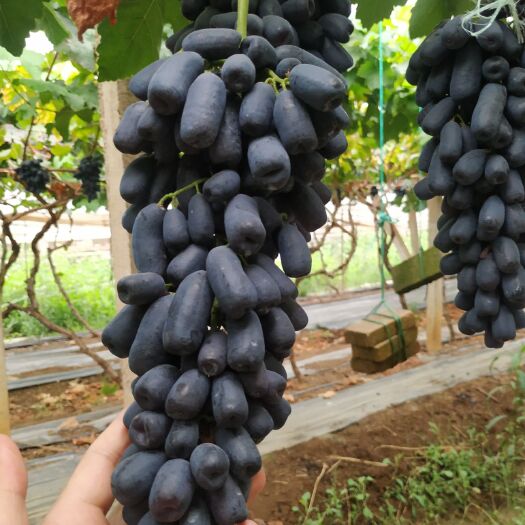 弥勒市金手指葡萄 甜蜜蓝宝石葡萄，现摘现发，产地直发，口感一流！欢迎来电咨询