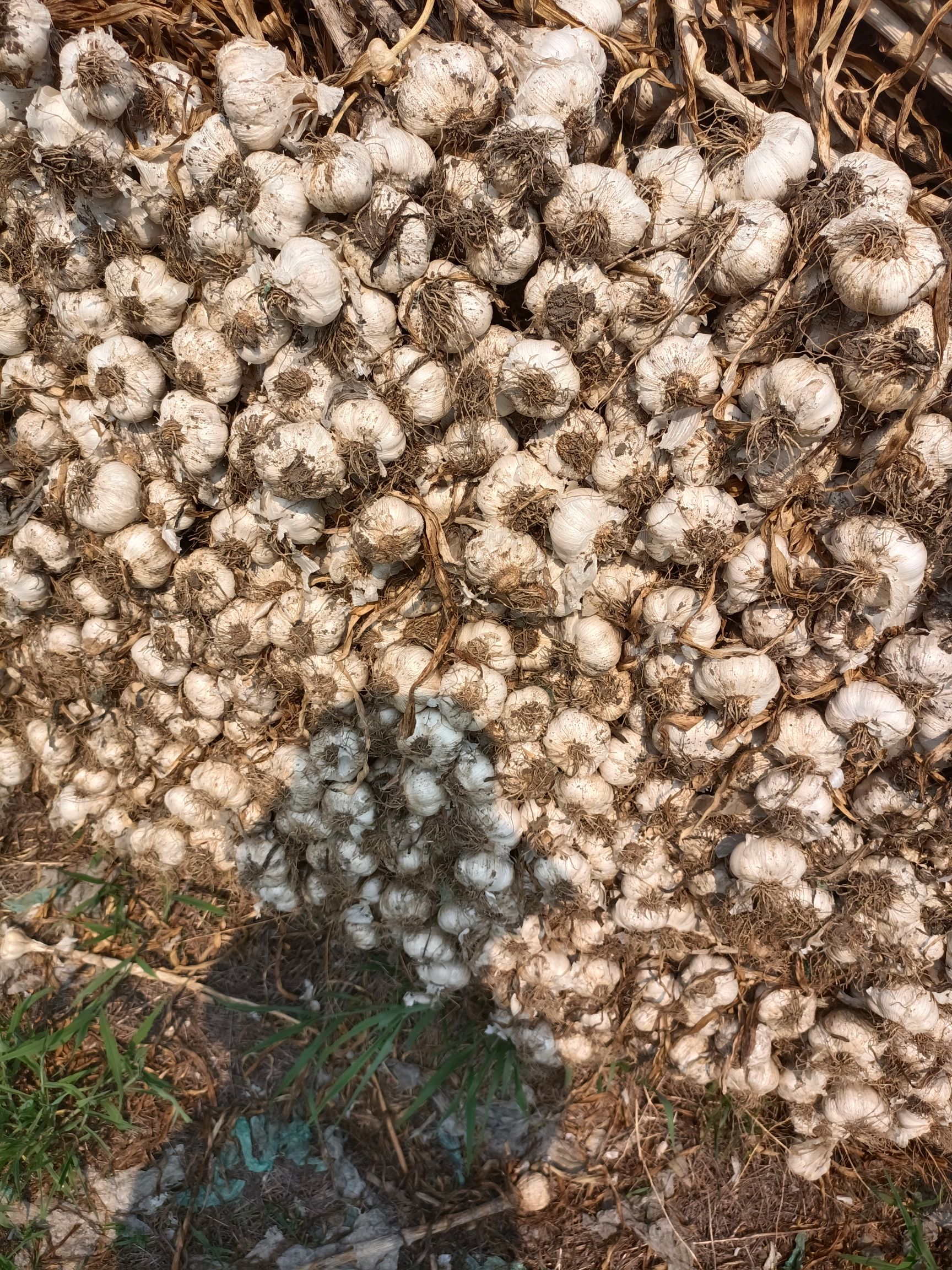 大蒜种子  苍山四六瓣蒜种蒜头原产地发货