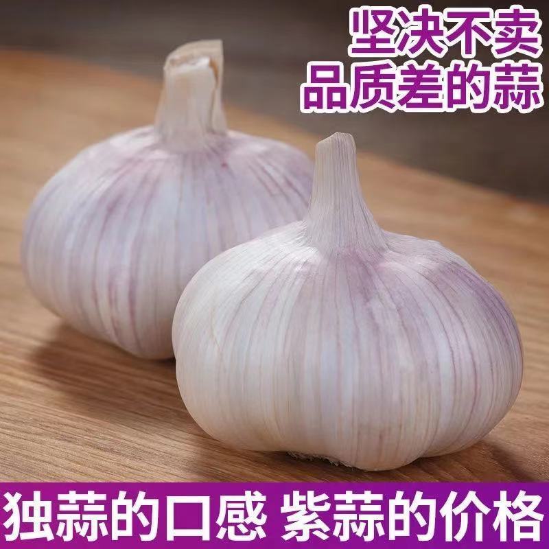 五柯农业白皮蒜新干蒜紫白皮大蒜新鲜大蒜批发价包邮