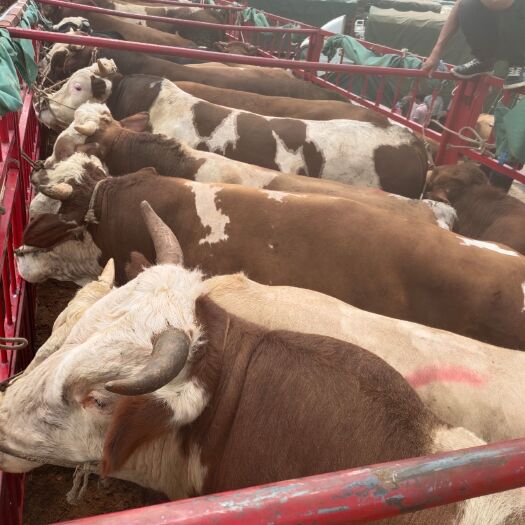 威宁县肉牛  欢迎全国的新老养殖户来本公司考察