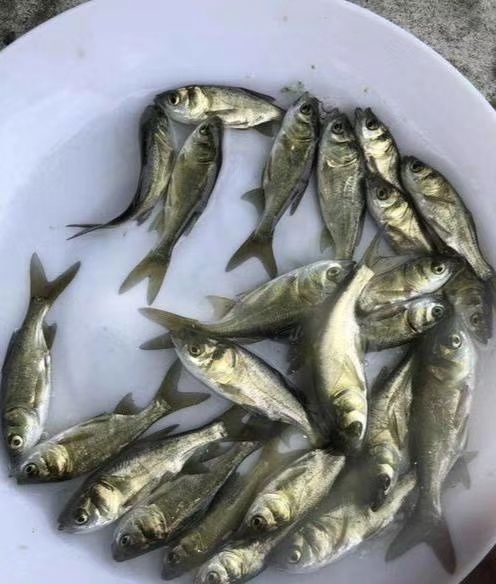 南宁鲢鱼苗  鲢鱼