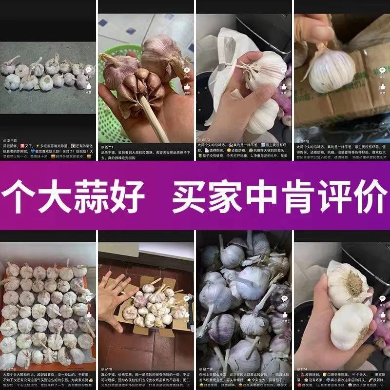 五柯农业白皮蒜新干蒜紫白皮大蒜新鲜大蒜批发价包邮