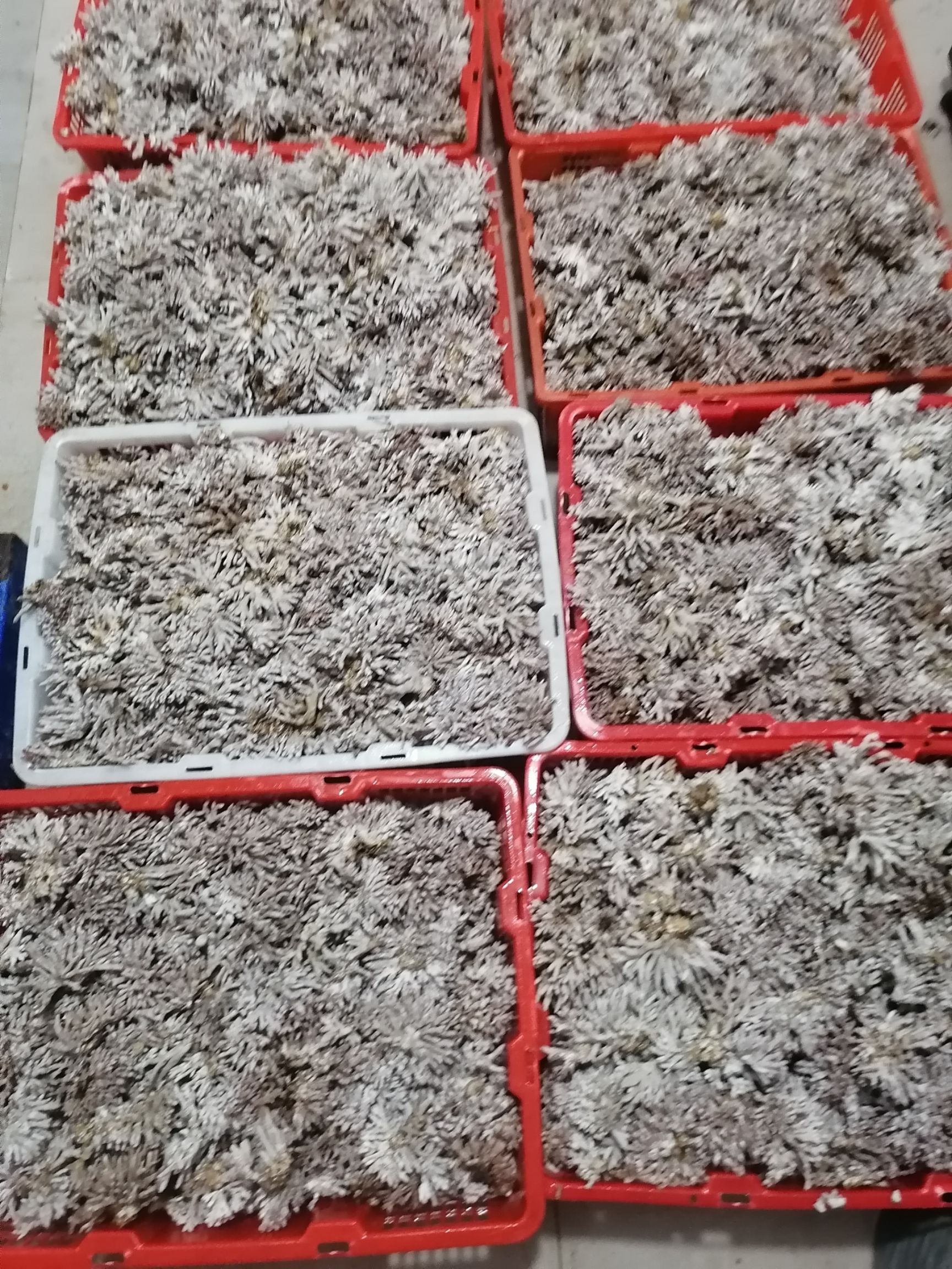 珊瑚菌 鮮貨 野生