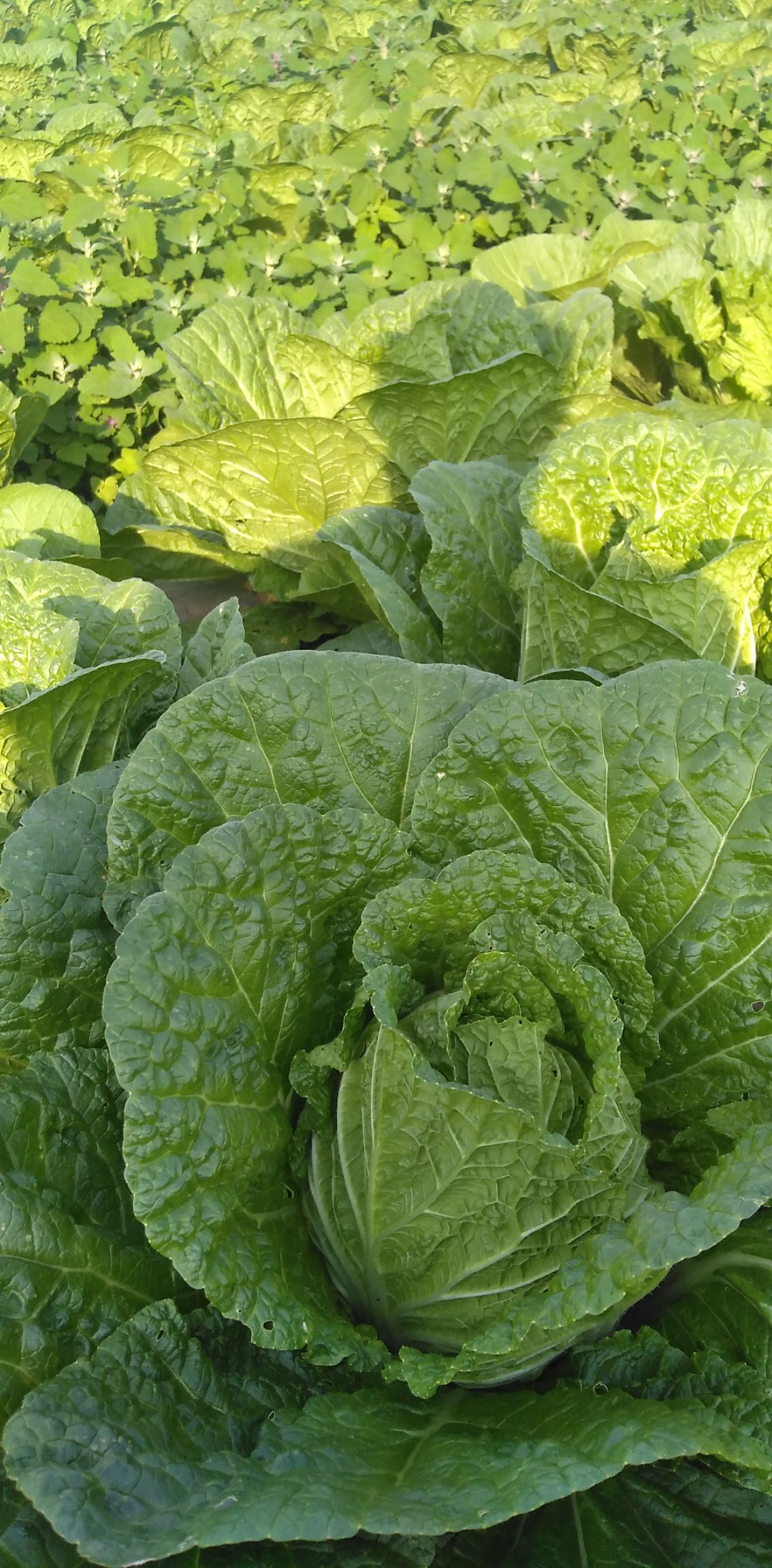 青麻叶大白菜 白菜