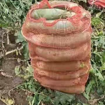 莱西市 加工厂，养殖场用青萝卜，无药残