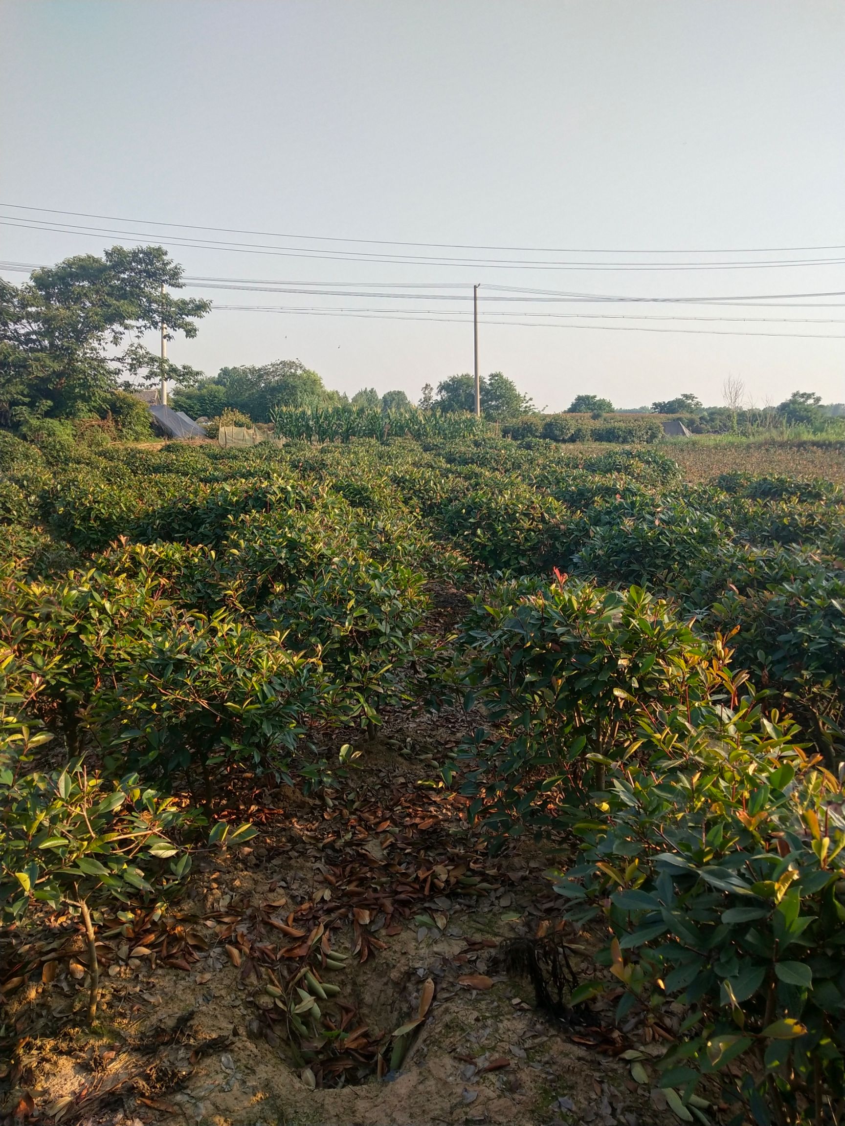 红叶石楠球