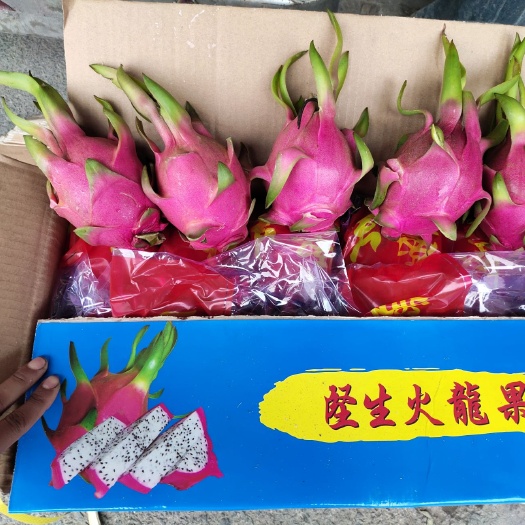 邯郸火龙果 红心 白心 货品好