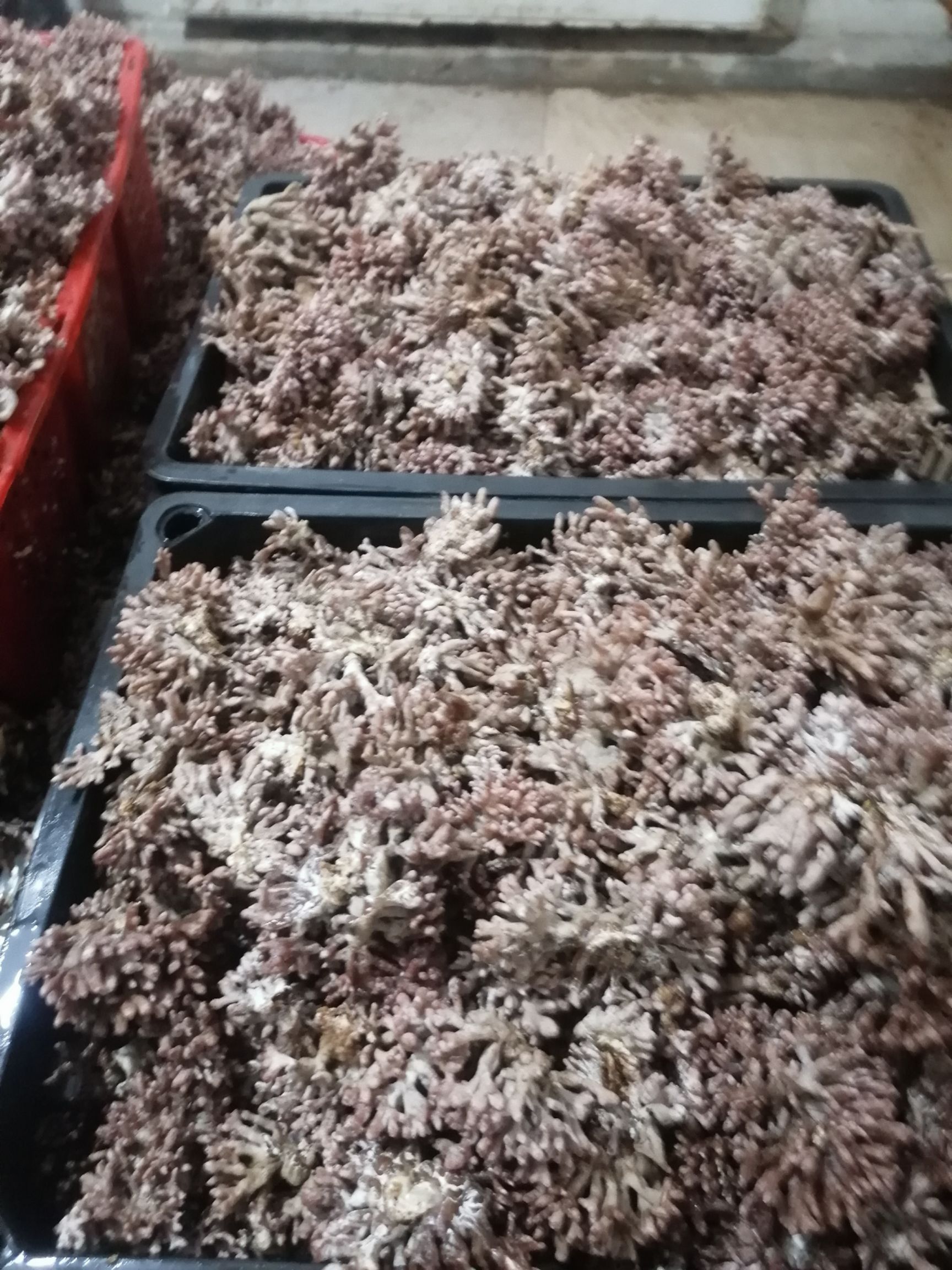 珊瑚菌 鮮貨 野生