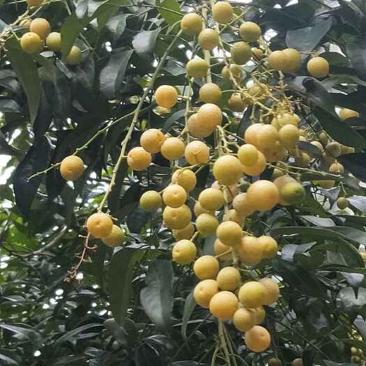 崇左黄皮果 山黄皮，本地叫鸡皮果，味道香，可以生吃做菜配料