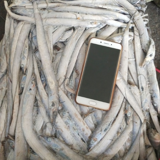 威海带鱼毛 饲料鱼 带鱼丝 灯光船冻，品质优