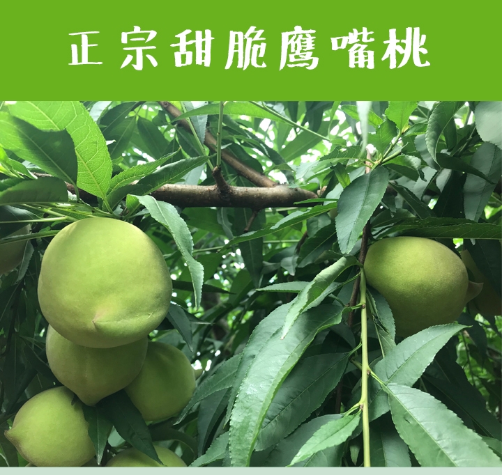 【一件代发】鹰嘴桃新鲜当季水果桃子脆甜蜜桃现摘现发