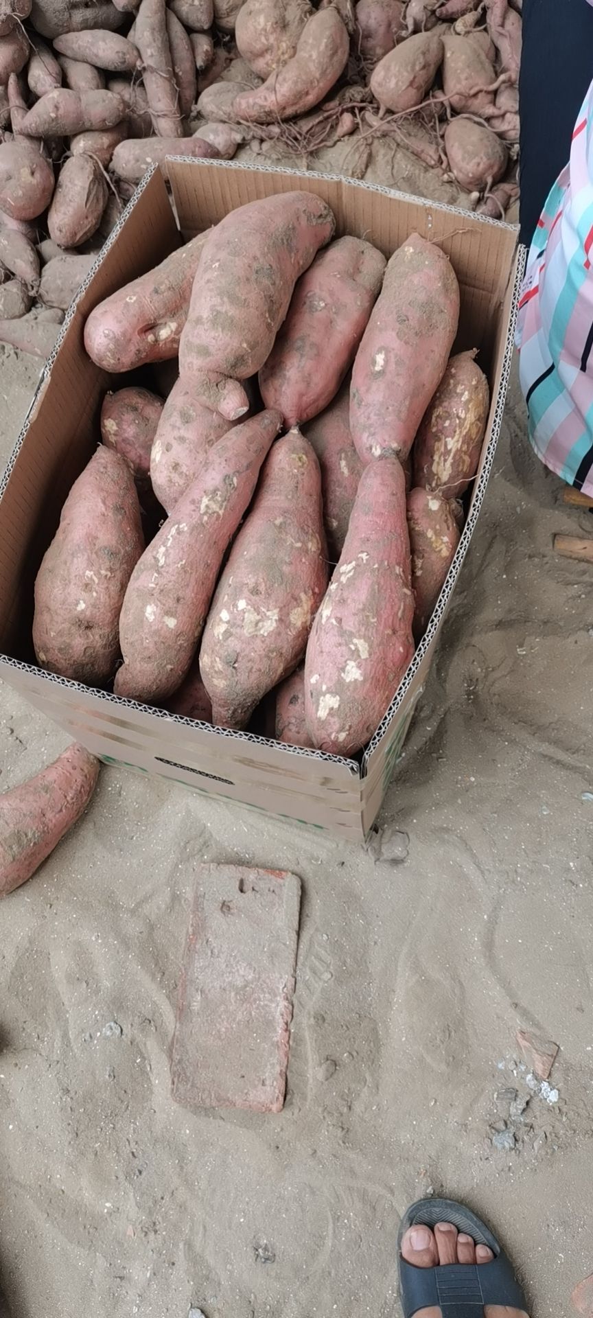 白心红薯  产地广东，广西，福建，四川，河南的等鲜货自种随时有2货