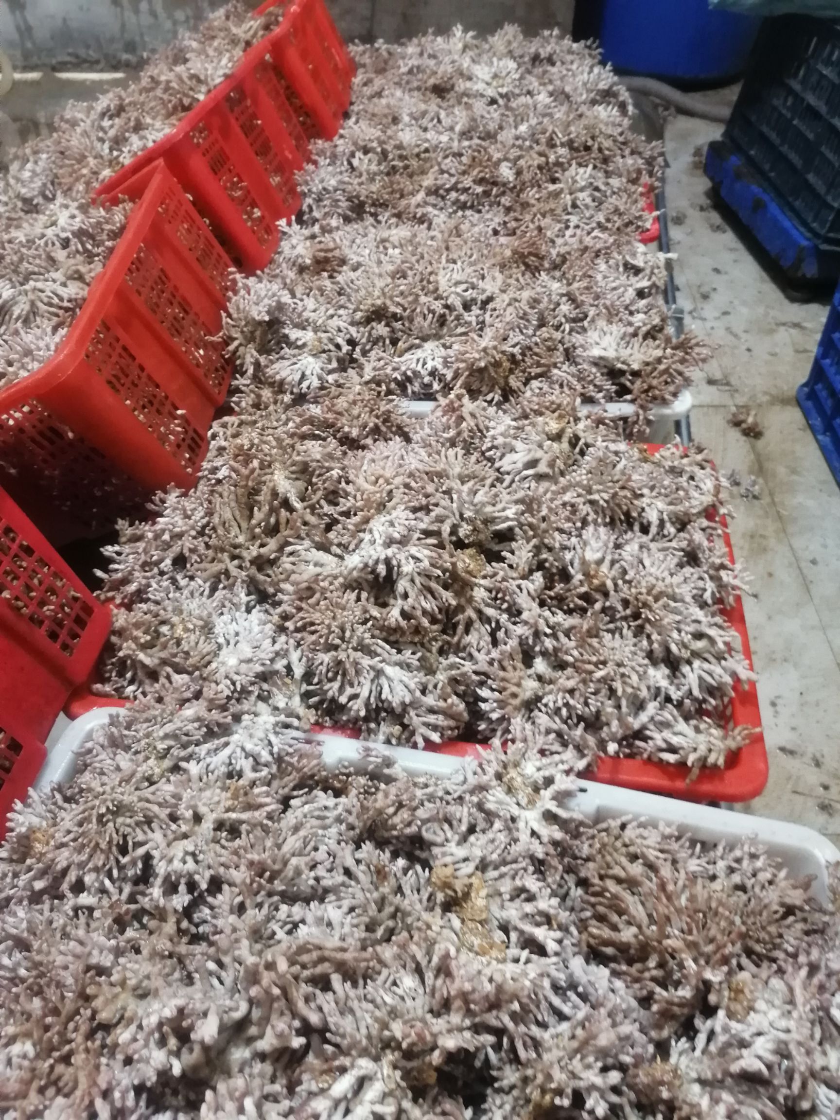 珊瑚菌 鮮貨 野生
