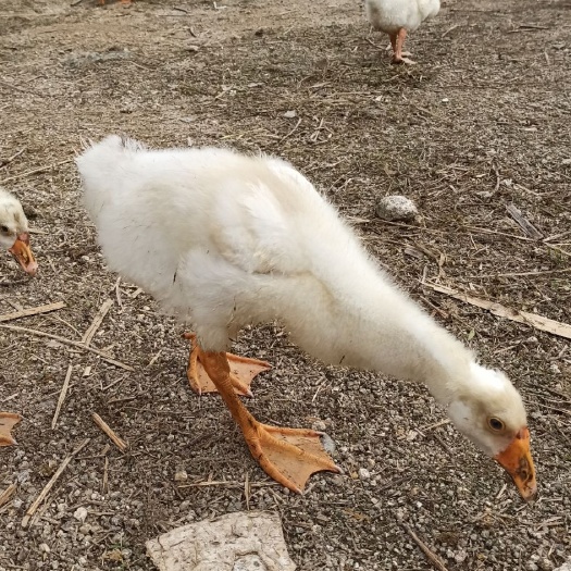 桂东县狮头鹅 肥鹅，杂交白师头鹅