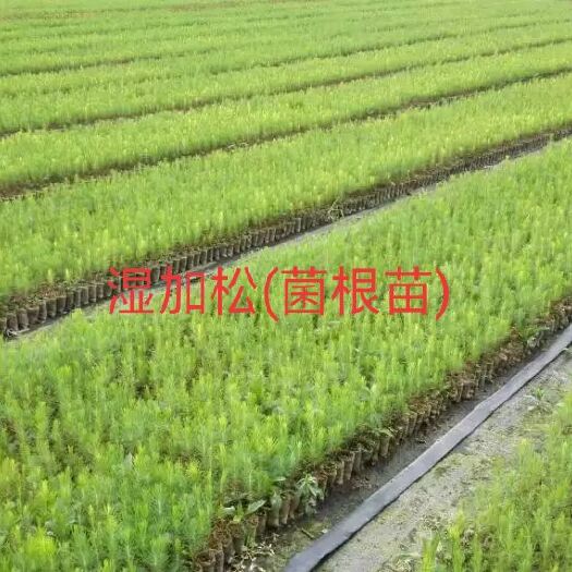 浦北县预售(9月份下订单) 湿加松年长直径4厘米——代替桉树的树种
