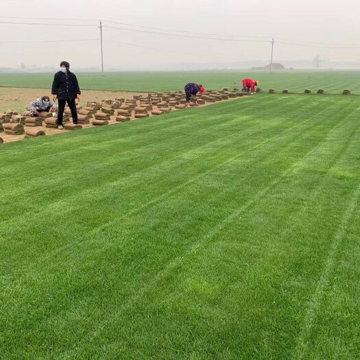 襄樊精品百慕大，百慕大草坪，一手货源基地直销，大量供应保质保量