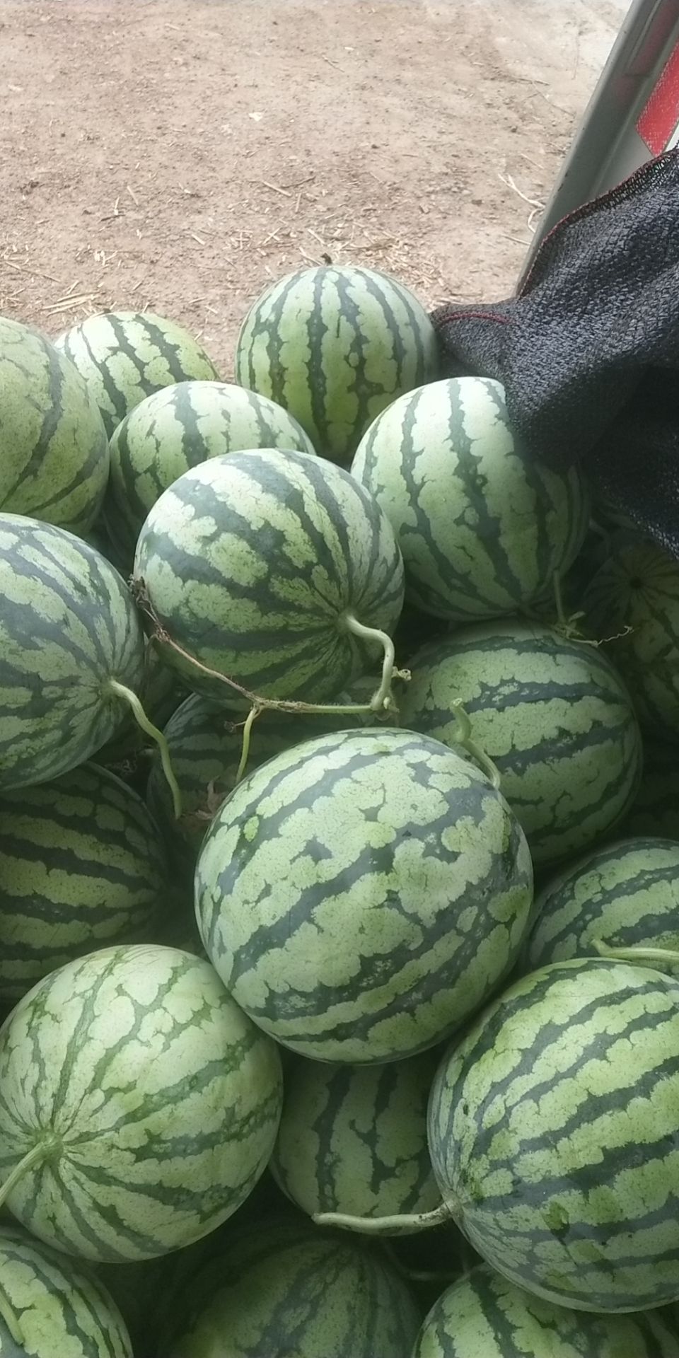 8424西瓜 安徽省阜阳市界首市 2茬 